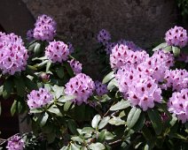 Rhododendron R.Diadem